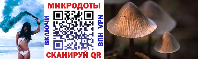 Галлюциногенные грибы GOLDEN TEACHER  где купить наркотик  Черняховск 